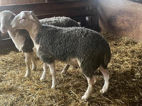 BMC éves kos eladó