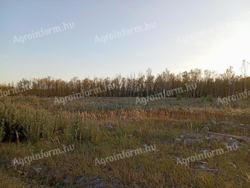 Eladó erdő és gyep