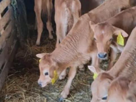 Tehén gazda – eladó húshasznú bikák rendezett papírokkal
