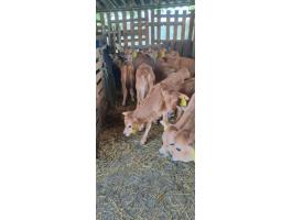 Tehén gazda – eladó húshasznú bikák rendezett papírokkal