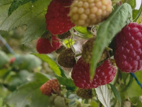 Fagyasztott gríz málna eladó