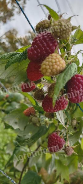 Fagyasztott gríz málna eladó