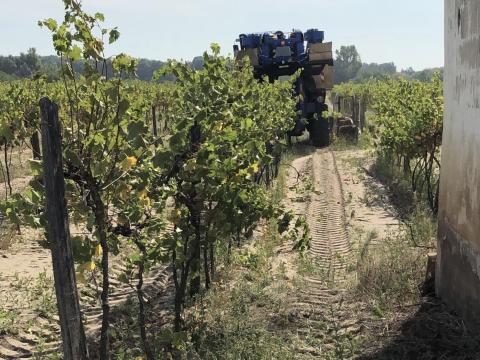 Akció! Szőlőültetvények eladók Kiskőrös külterületén Akció! Szőlőültetvények eladók Kiskőrös külterületén