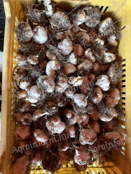 Őszi fokhagyma Messidor