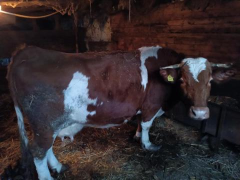 Magyartarka tehén eladó