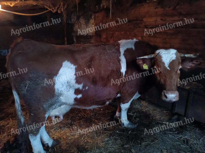 Magyartarka tehén eladó