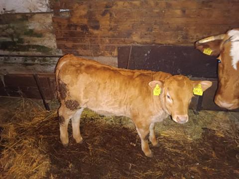 Limousin üsző borjú eladó