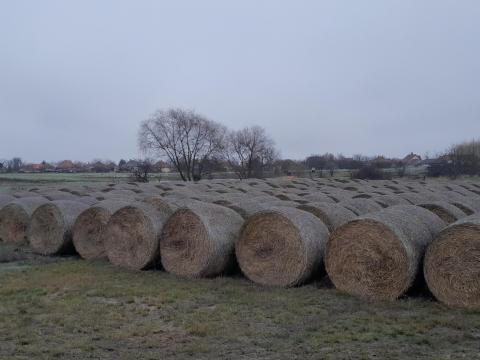 Eladó szalmabála Besenyszögön