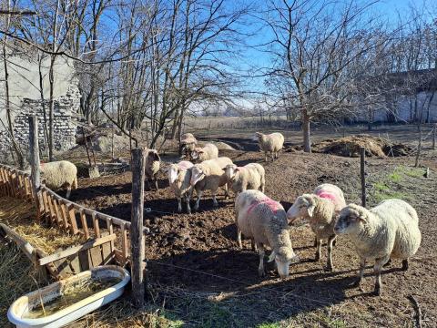 Eladó vegyes korú anyajuhok és A minősítésű fehér suffolk tenyészkos