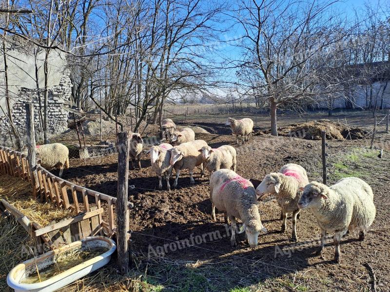 Eladó vegyes korú anyajuhok és A minősítésű fehér suffolk tenyészkos