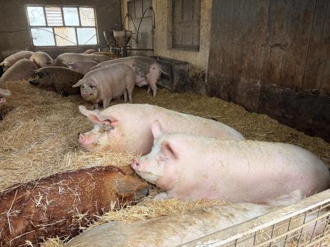 Nagy súlyú hízók eladók