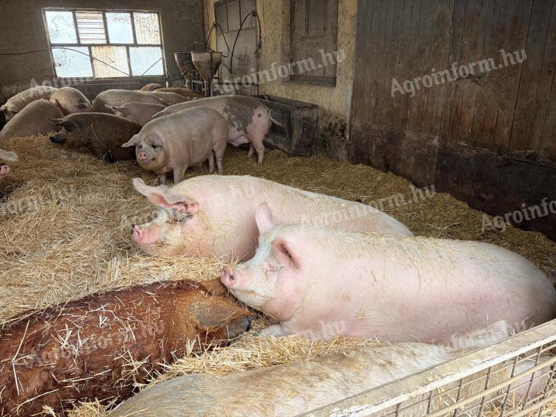 Nagy súlyú hízók eladók