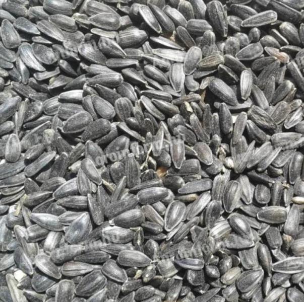 Tisztított napraforgó