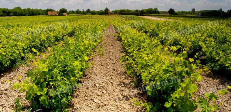 GYÖKERES SZŐLŐVESSZŐ ELADÓ