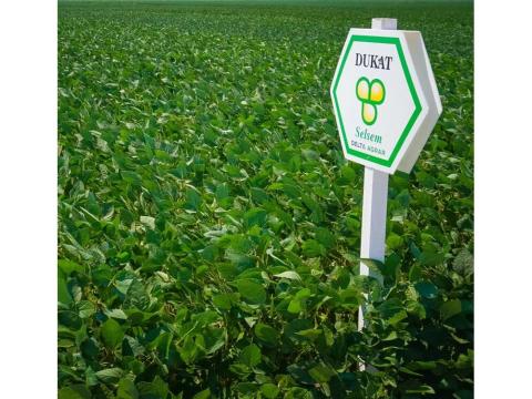 Selsem Dukat (2.250.000 mag/big-bag zsák) szója vetőmag - Ingyenes szállítás országosan