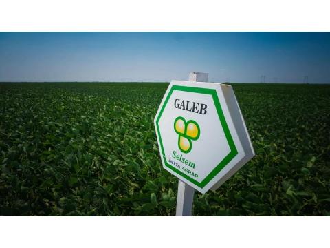 Selsem Galeb (2.250.000 mag/big-bag zsák) szója vetőmag - Ingyenes szállítás országosan