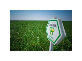 Selsem Gorstak (2.250.000 mag/big-bag zsák) szója vetőmag - Ingyenes szállítás országosan