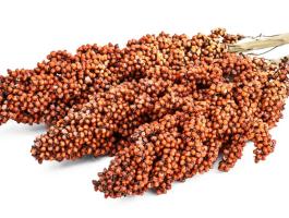 Vörös szemes cirok