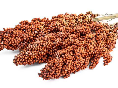 Vörös szemes cirok