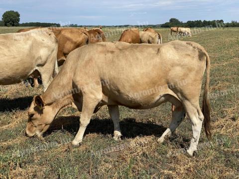 Limousin húshasznú szarvasmarha tehenek eladók továbbtartásra vagy vágásra, 600 kg