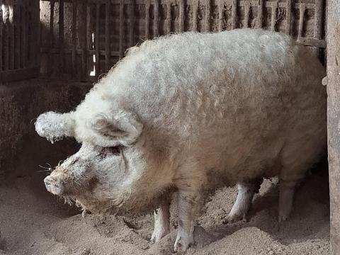 Szőke mangalica eladó