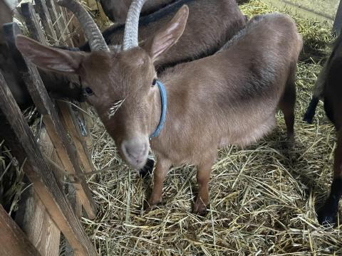 Eladó 1 éves gödölye kecske