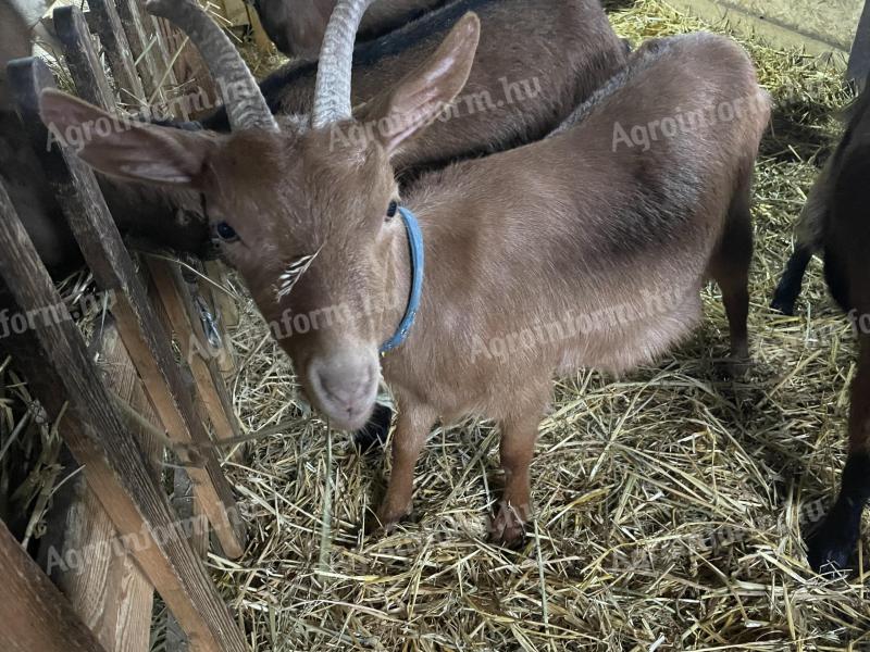 Eladó 1 éves gödölye kecske