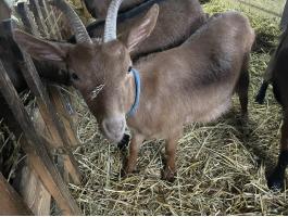 Eladó 1 éves gödölye kecske