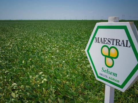 Selsem Maestral (3.000.000 mag/big-bag zsák) szója vetőmag - Ingyenes szállítás országosan