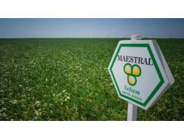 Selsem Maestral (150.000 mag/zsák) szója vetőmag - Ingyenes szállítás országosan