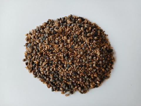 Méhlegelő évelő magkeverék /AKG programba is/