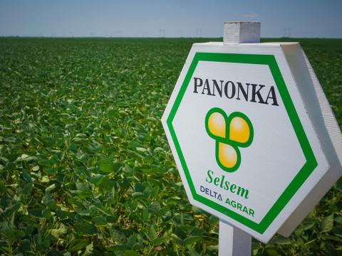 Selsem Panonka (2.750.000 mag/big-bag zsák) szója vetőmag - Ingyenes szállítás országosan