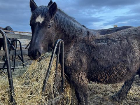 Eladó magyar hidegvérű csődör csikó
