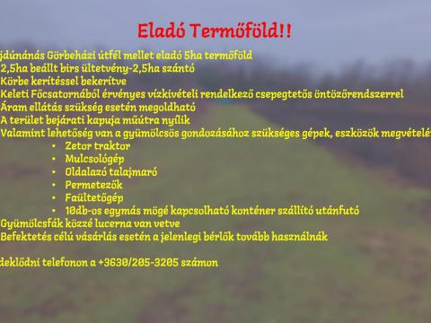 Eladó birsalma ültetvény Hajdúnánáson,  5 ha termőfölddel