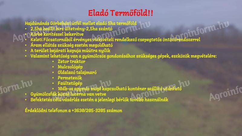 Eladó birsalma ültetvény Hajdúnánáson,  5 ha termőfölddel