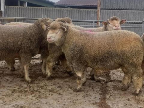 Ile De France törzskönyves tenyészkosok