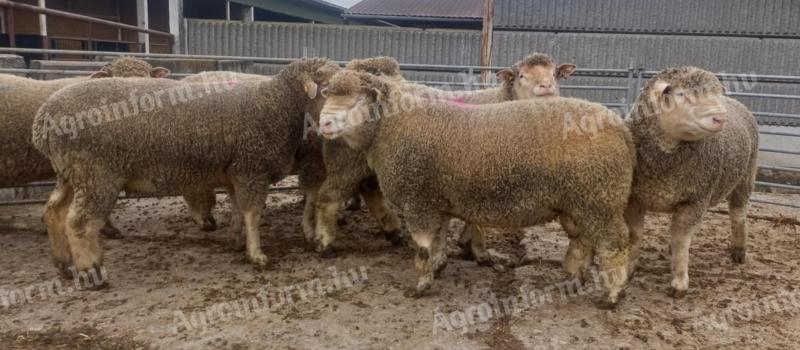 Ile De France törzskönyves tenyészkosok