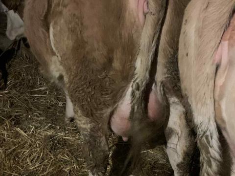 Vemhes vagy frissen ellett üszőt, tehenet vennék