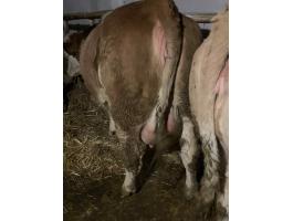 Vemhes vagy frissen ellett üszőt, tehenet vennék