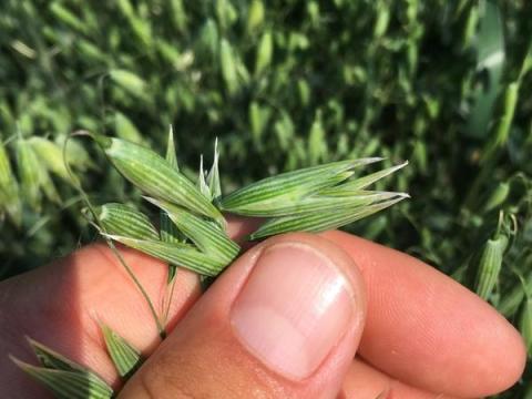 Tavaszi zab vetőmag PERUN eladó