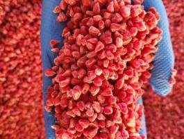 Fagyasztott Gríz Málna eladó