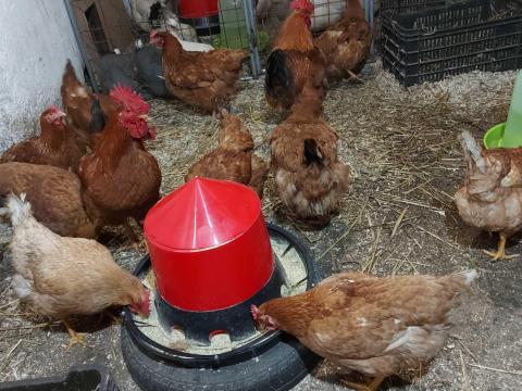 Házi nevelésű tyúkok eladó.