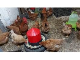 Házi nevelésű tyúkok eladó.