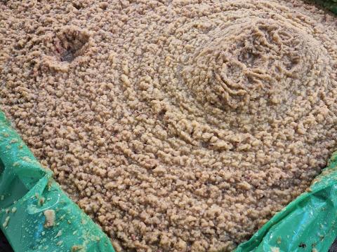 Frissen darált alma cefre