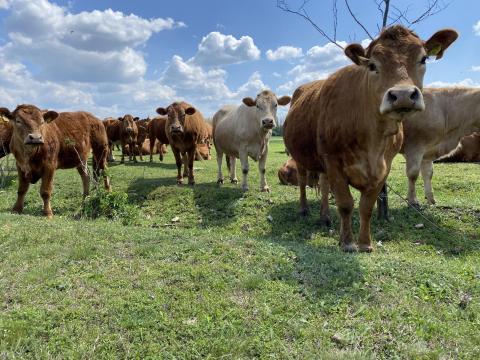 Limousin húshasznú szarvasmarha tehenek borjaikkal eladók, továbbtartásra, 600 kg