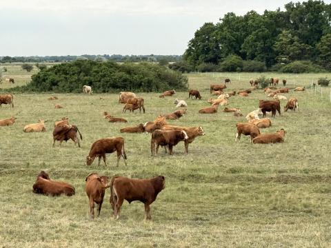 Limousin húshasznú vemhes szarvasmarhák eladók továbbtartásra Limousin húshasznú vemhes szarvasmarhák eladók továbbtartásra