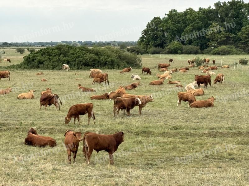Limousin húshasznú vemhes szarvasmarhák eladók továbbtartásra, 600 kg körül