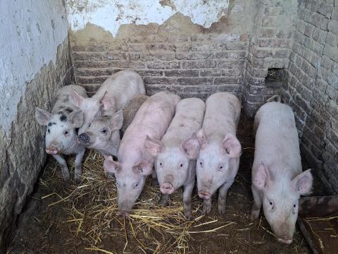 Eladó választási malacok