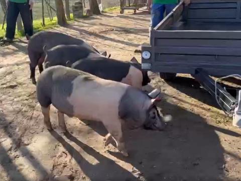 Tenyészkan költözne