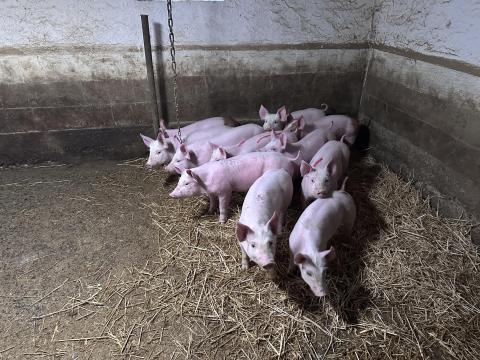Eladó kismalacok 20-25 kg súlyban